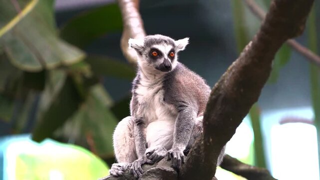 Close up portrait of a curious wild ring-tailed lemur sitting calmly on a tree branch looking off into the distance in its natural forest habitat