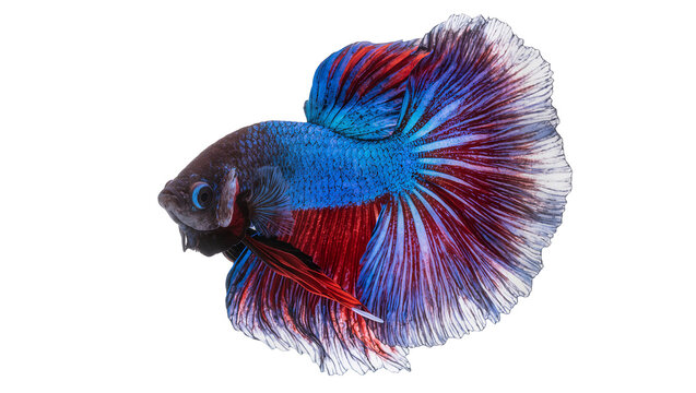 Blue and red betta fish with flowing fins