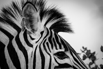 black and white portrait of a zebra head close up © Hayley