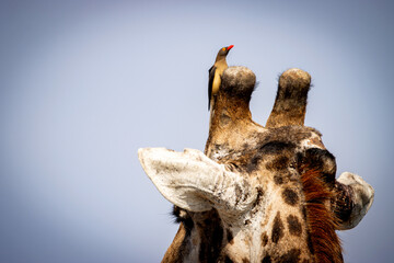 Fototapeta premium Red-billed oxpecker sitting on a giraffes head