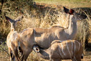 Kudu calf suckling from its mom © Hayley