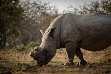 Fototapeta premium white rhino in the wild, dehorned