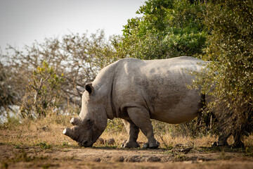 white rhino in the wild, dehorned © Hayley