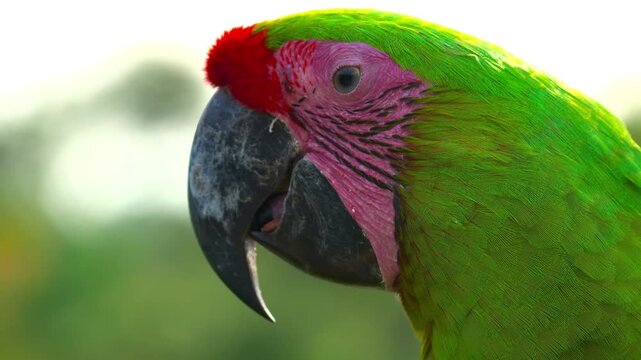 Extreme macro close up headshot portrait of a beautiful colorful green and pink macaw parrot looking away with a strong black beak