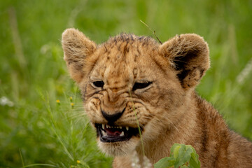 camera facing portrait of a lion cub snarling © Hayley