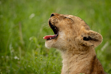 Side portrait of a lion cub yawning © Hayley