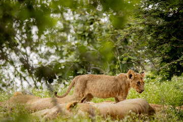 lion cub in the savannah © Hayley