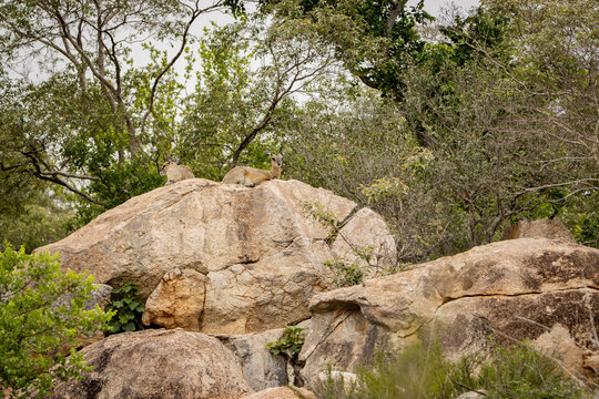 Klipspringer pair on a big boulder