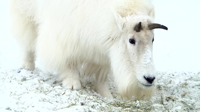 Majestic white mountain goat with sharp black horns standing on rocky terrain in a cold wild high altitude alpine environment