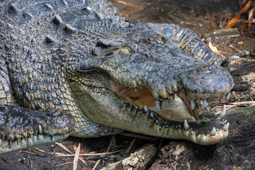 Fototapeta premium Rough, textured skin covers the crocodile's head. Jaw slightly open, showing sharp teeth. Mouth gapes as if ready to strike. Dark eyes watch, calm and dangerous. Natural habitat: muddy