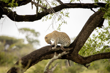 Leopard on a branch © Hayley