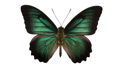 Emerald green butterfly with black wing edges © Aino