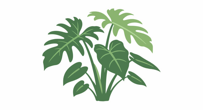 Simplified illustration of a lush tropical houseplant with broad, lobed leaves