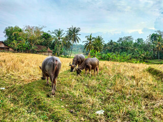 Fototapeta premium A grup of large water buffalo grazing in a field. Life of buffalo countryside. Selective focus. 