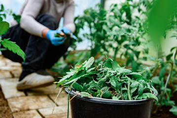 Obraz premium Gardener removing tomato leaves and stepchildren. Formation of bushes of flowering tomato plants, removal of lateral shoots of the plant to increase the harvest of tomatoes.