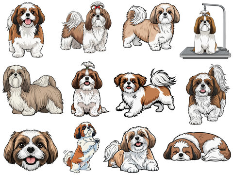 Shih Tzu dog 12 profile poses bundle pack vector illustration