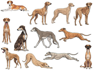 Obraz premium Sloughi dog 12 profile poses bundle pack vector illustration