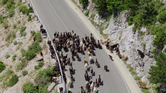 Aerial view of a large herd of goats walking along a winding mountain road with rocky slopes and green bushes in Himare, Vlore County, Albania.