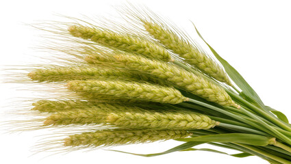 Obraz premium Green wheat ears with long awns and leaves