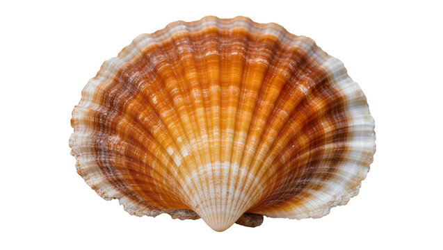 Orange and white ribbed scallop seashell
