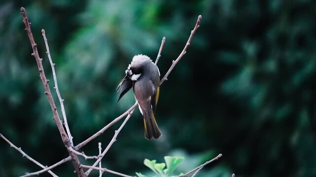 Close up back view of a wild Light-vented Bulbul bird perched on bare tree twigs against a moody dark green background in its natural habitat
