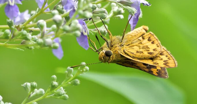 fiery skipper drinking sweet water  in vitex agnus castus flowers