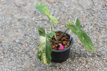Closeup to New hybrid plant Philodendron Jennifer var in the pot    © rukawajung