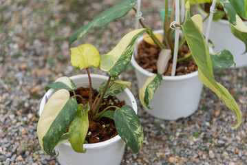 Closeup to  Philodendron Florida beautyx mayoi x spider  © rukawajung