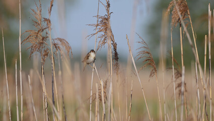 Rokitniczka (Acrocephalus schoenobaenus) śpiewająca z otwartym dziobem na łodydze trzciny w trzcinowisku. © Joanna