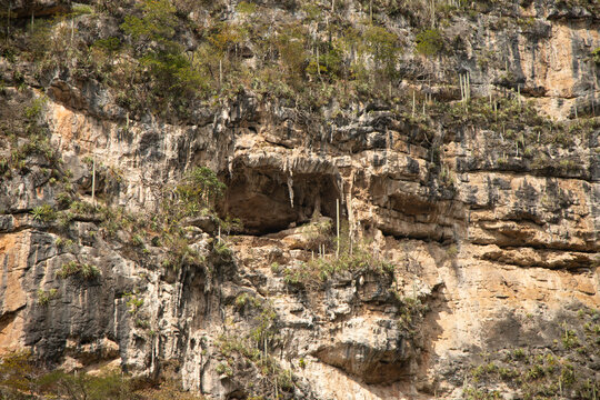 Majestic and lush vegetation on the cliffs of the Sumidero canyon in the Chiapas region, Mexico.