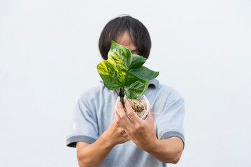  Philodendron Florida beauty x Philodendron Distantilobum Variegated on the ground    © rukawajung