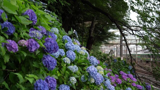 東京都北区飛鳥山公園「飛鳥の小径」にある色鮮やかな紫陽花