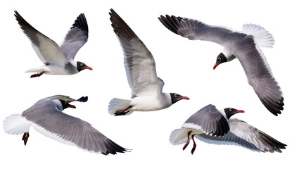 Obraz premium Five seagulls in flight with gray white, and black feathers