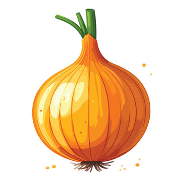 Fresh whole yellow onion vegetable isolated on white background.
