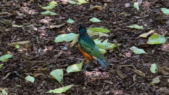 Superb Starling Foraging Cautiously on Leafy Forest Floor