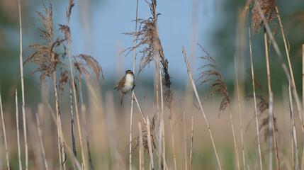 Rokitniczka (Acrocephalus schoenobaenus) śpiewająca z otwartym dziobem na łodydze trzciny w trzcinowisku. © Joanna