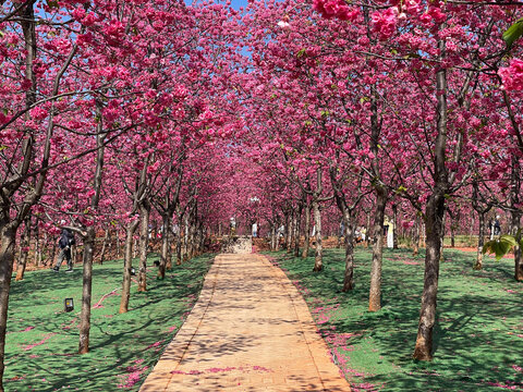 The breathtaking cherry blossom gardens in Yiliang, Yunnan, China
