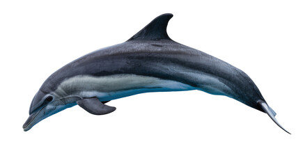 Obraz premium Dolphin swimming with grey and white stripes