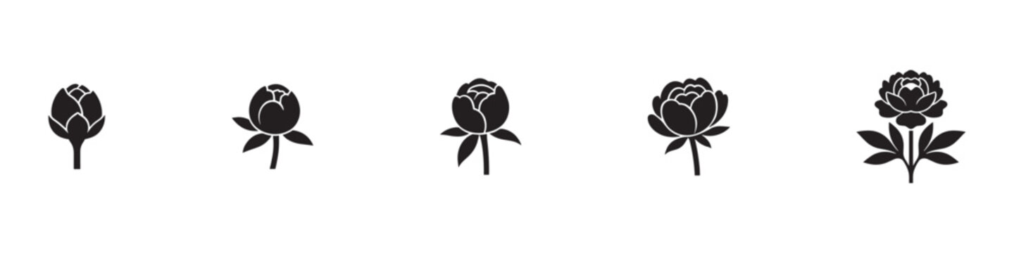 Peony flower growth stages icon set. Beautiful blooming process from young bud to fully open blossom symbols. Floral design, botany and spring concept. Vector illustration.