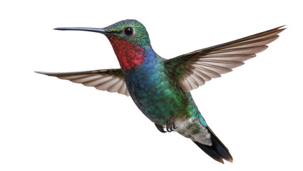Obraz premium Broad-tailed hummingbird with iridescent green plumage and red throat in flight