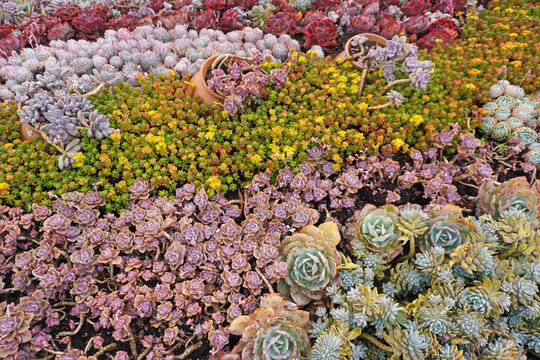Vibrant succulent garden .The perfect low-maintenance garden inspiration