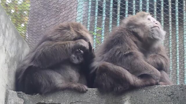 Two Gelada Baboons Resting Together on a Concrete Ledge