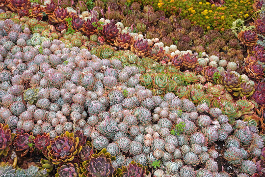 Vibrant succulent garden .The perfect low-maintenance garden inspiration