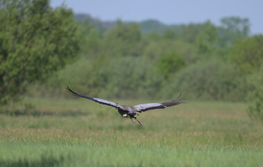 Żuraw zwyczajny lecący nisko nad zieloną łąką, widok od tyłu. (Grus grus) © Joanna