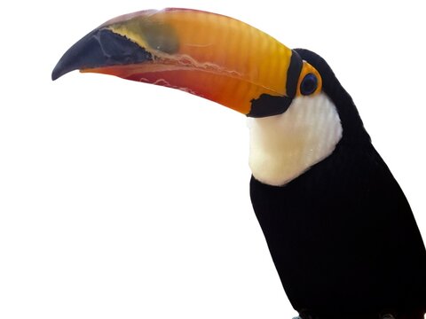 Toco toucan profile isolated on white background, closeup