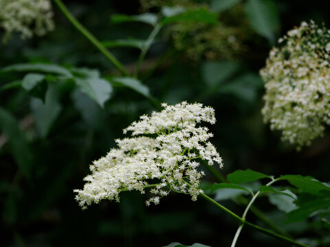 Holunderbl&uuml;te