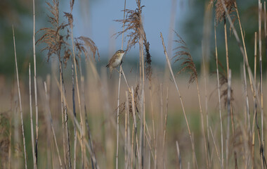 Rokitniczka (Acrocephalus schoenobaenus) śpiewająca z otwartym dziobem na łodydze trzciny w trzcinowisku. © Joanna