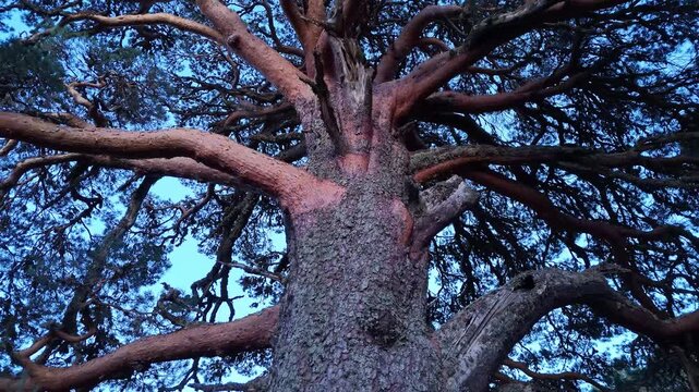 Centuries-old Scots pines in the Laguna Negra and Urbi&oacute;n Glacial Circus Natural Park. Covaleda, Pinares Region, Soria, Castile and Leon, Spain, Europe