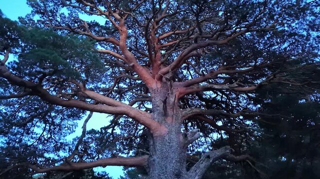 Centuries-old Scots pines in the Laguna Negra and Urbi&oacute;n Glacial Circus Natural Park. Covaleda, Pinares Region, Soria, Castile and Leon, Spain, Europe