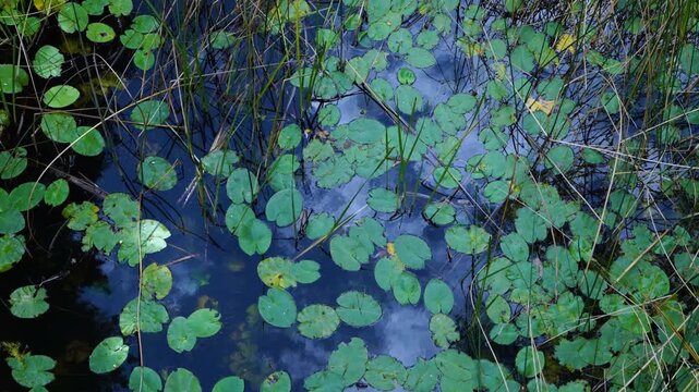 Water lilies in the Lobos River. Lobos River Canyon Natural Park, Burgo de Osma region, Soria, Castile and Le&oacute;n, Spain, Europe